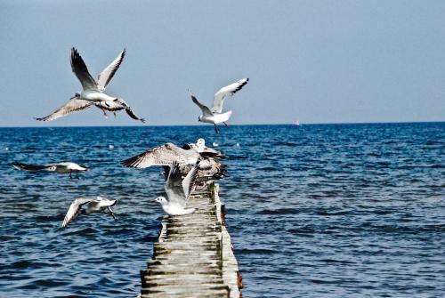 a group of seagulls flying over a pier in the water at Łeba Apartament in Łeba