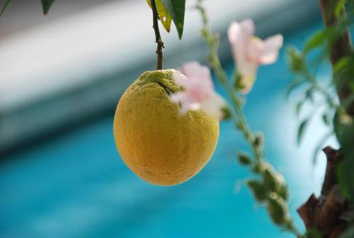 a piece of fruit hanging from a tree branch at Hotel - Appartements Schmied Hans in Schenna