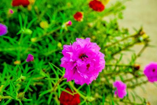a pink flower with a bee sitting on top of it at Zama Resort Koh Phangan in Haad Chao Phao