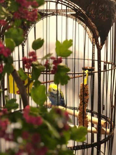 a bird in a bird cage next to flowers at Restauracja Pensjonat Buda in Krosno