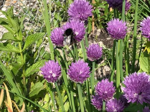 a bumblebee sitting on top of purple flowers at The Cow Hide in Arundel