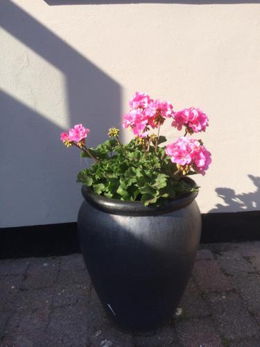 a black vase filled with pink flowers sitting next to a wall at Guesthouse Hune in Blokhus