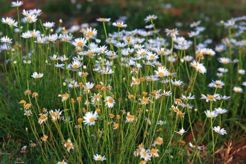 a field of blue and white flowers in a field at Chirping Orchard, Mukteshwar in Mukteswar