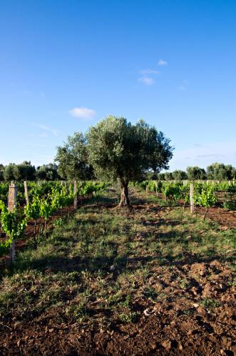 Zahrada ubytování Ryad de Vignes " Le Val d'Argan "