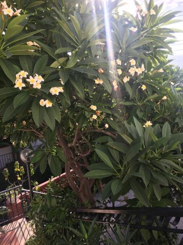 a large green tree with white flowers on it at Holiday Home Gionny & Mary in Taormina