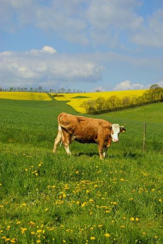 a brown and white cow standing in a field of grass at fewogriebelschied in Griebelschied