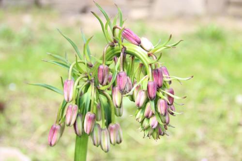 a bunch of pink flowers on a green plant at Sielski Zakątek in Cisna