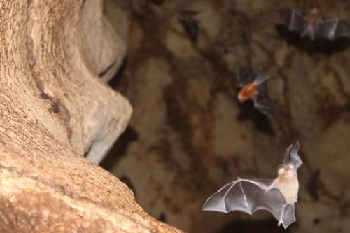 a bat flying in the air over a rock at Beser Bay Homestay in Besir
