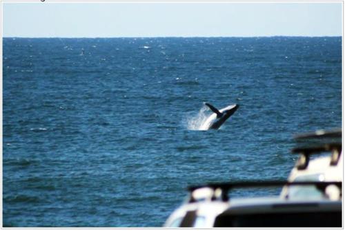a bird flying over the ocean near two boats at White Waves on the Beach in Hastings Point