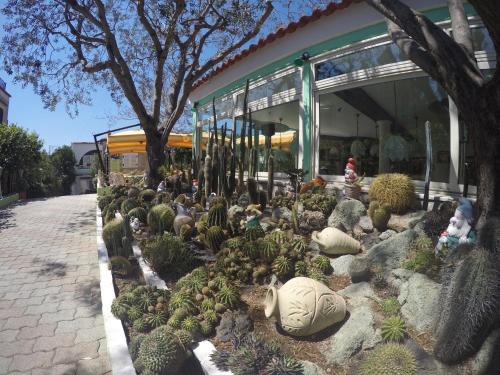 a cactus garden in front of a building at hotel la rondinella in Ischia