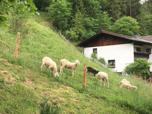 a group of sheep grazing on the side of a hill at Chalet am Sonnenhang in Obertraun