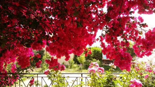 a bunch of pink flowers hanging from a tree at Markella's House in Vravrona