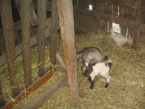 a goat standing in a barn with hay at Agriturismo Miracco Atanasio Franco "Il Maniero" in Santa Sofia dʼEpiro