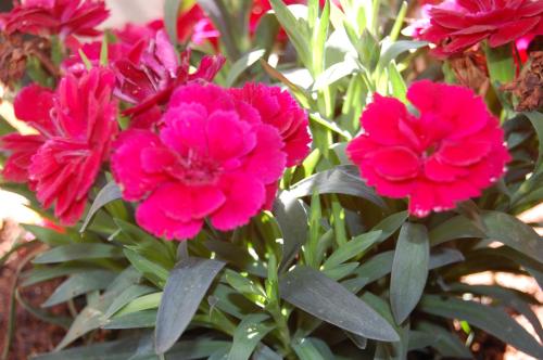 a group of pink flowers in a garden at La Torretta in Beverino