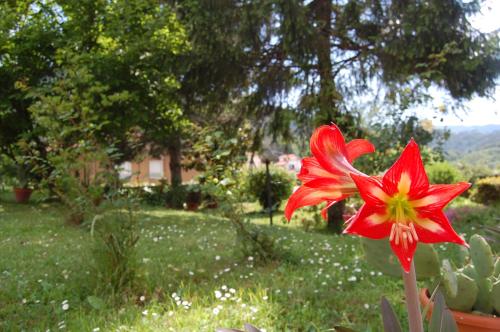 a red flower in the grass in a yard at La Torretta in Beverino