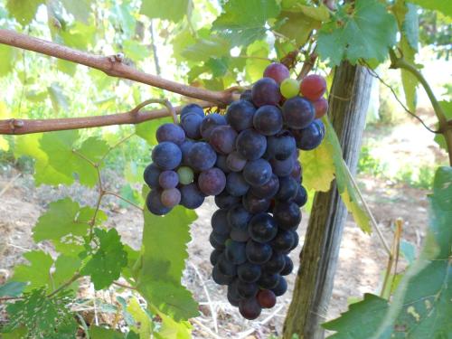a bunch of grapes hanging from a tree at Agriturismo Miracco Atanasio Franco "Il Maniero" in Santa Sofia dʼEpiro
