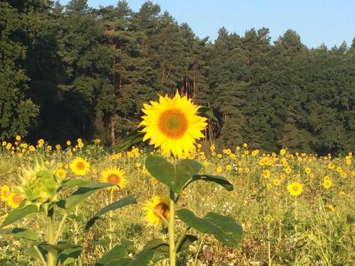 a sunflower in a field of yellow flowers at Pension Zum alten Gasthaus Hänsel in Krauschwitz