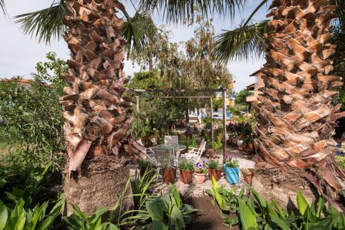 a garden with two palm trees and plants at House Souzanna in Toroni