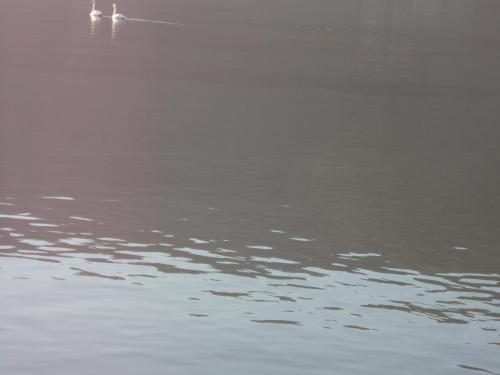 a swan floating on the water in a lake at Palm Beach House in Órmos