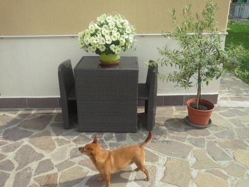 a dog walking in a patio with a table and flowers at B&B Ciccilia in Bentivoglio