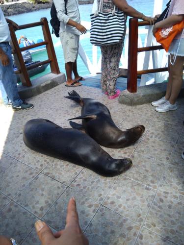 a seal laying on the ground next to a group of people at Suymar Ecolodge Galapagos in Puerto Ayora
