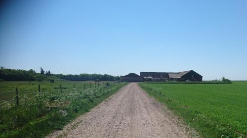 a dirt road in the middle of a field at Ferienzimmervermietung Reitferien in Skærbæk