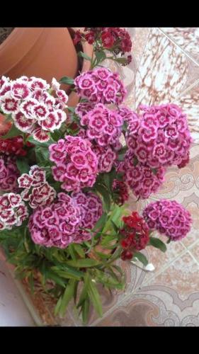 a bouquet of pink flowers in a glass vase at Bujtina Kometa in Theth
