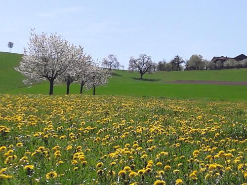 a field of flowers and trees on a hill at Bühl 3 in Affoltern