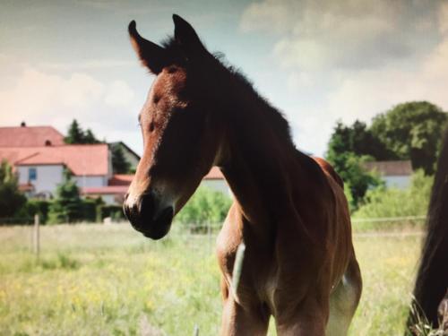 a brown horse standing in a field of grass at Gut Fischer in Pomssen