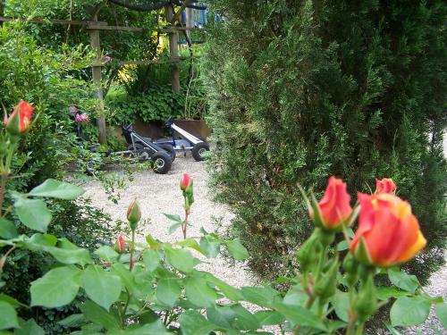 a garden with red flowers and a wheelbarrow at St. Ulrichhof in Lana