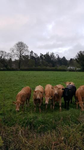 Gallery image of Brandon View House B&B in Graiguenamanagh