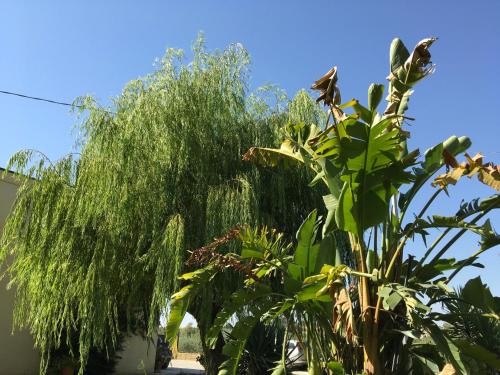a weeping willow tree in front of a house at Poggio Delle Palme in Campobello di Licata