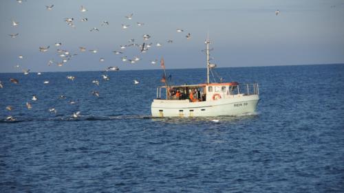 a boat in the water with birds flying around it at Ferienhaus Strandmuschel am Ostseestrand Zierow in Zierow