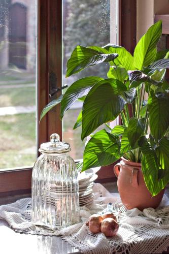 a plant in a pot sitting on a table next to a window at Tenuta Terensano in Monleale