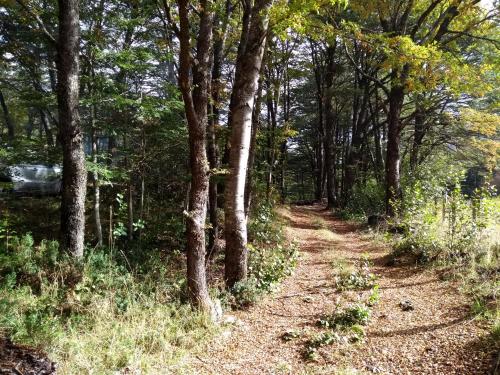 a dirt trail in a wooded area with trees at Domos Entre Bosques in Malalcahuello