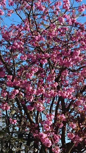 a flowering tree with pink flowers on it at The Garden Hill Hotel in Vallåkra