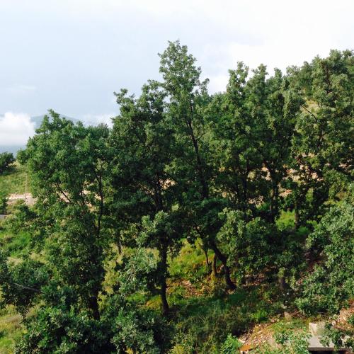 an overhead view of a tree in a field at ELÉA Guesthouse himare in Himare