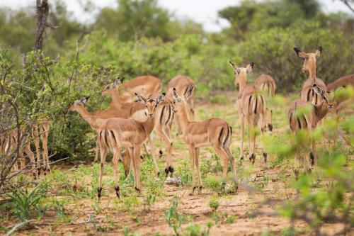 a herd of gazelle standing in a field at Klaserie Drift Misava in Klaserie Private Nature Reserve
