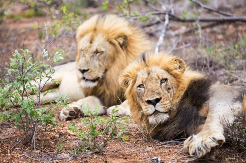 two lions laying on the ground in the grass at Klaserie Drift Misava in Klaserie Private Nature Reserve