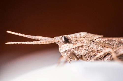 a brown moth sitting on a table at Klaserie Drift Misava in Klaserie Private Nature Reserve