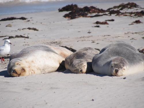 three seals laying on a beach with a bird at Mercure Kangaroo Island Lodge in American River