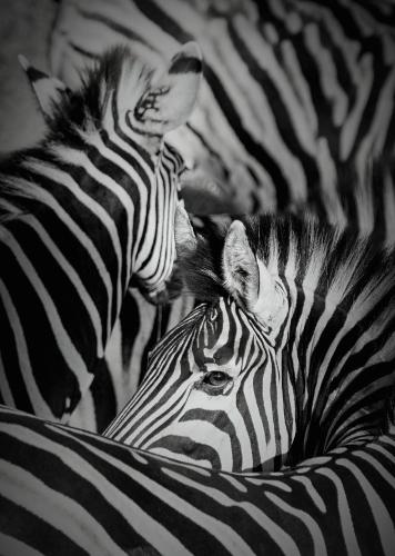 a herd of zebras standing next to each other at Klaserie Drift Misava in Klaserie Private Nature Reserve