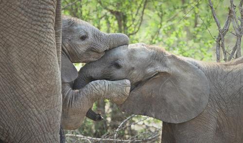two elephants standing next to each other at Klaserie Drift Misava in Klaserie Private Nature Reserve