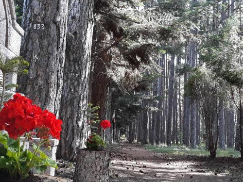 a painting of a path in a forest with red flowers at Archontiko Nikolopoulou in Vytina