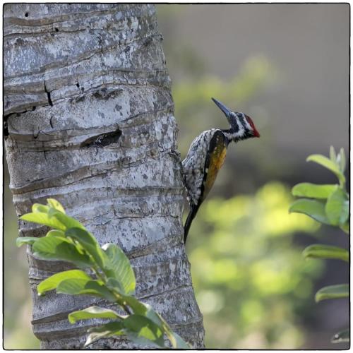 a bird perched on the side of a tree at John's Highland Comfort (Guest House) in Majorda