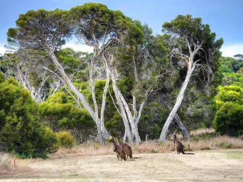 two bears standing in a field with trees at Mercure Kangaroo Island Lodge in American River