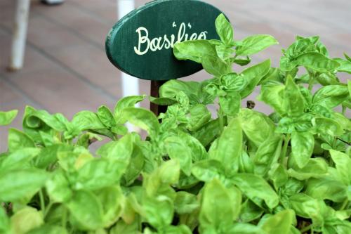 a green plant with a sign that says basil at Casa Bedda in Agnone Bagni