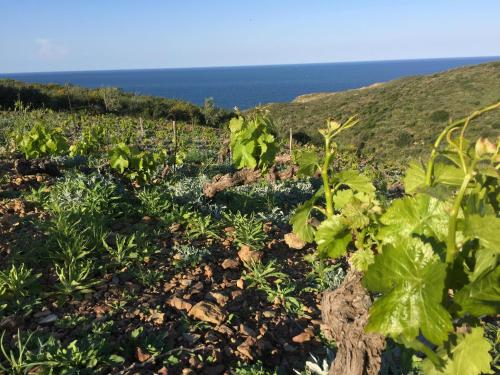 a field of plants with the ocean in the background at Le Clos Saint André in Banyuls-sur-Mer