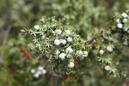 a bunch of white berries on a tree branch at Riva di Ugento Beach Camping Resort in Ugento