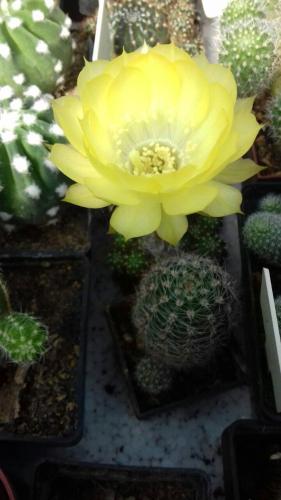 a yellow flower is on top of other cactus at Kaktus in Kaluđerovo